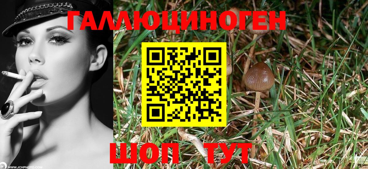 Арсеньев  Галлюциногенные грибы ЛСД  Вход с VPN  цена   Галлюциногенные грибы Psilocybe 